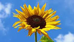 Helianthus Annuus infloresence