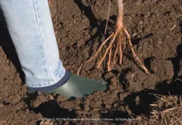 Person in rubber shoes pressing soil around a bare-root tree sapling with exposed roots in garden soil.