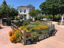 A small, fenced flower bed with orange marigolds and green plants, with a white Victorian house and trees in the background on a sunny day.