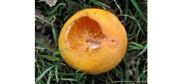 A damaged orange with a large section missing, revealing its bright orange interior, rests on the grass.