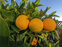 Close-up of three Valencia oranges grouped together among glossy green leaves, with a blue sky in the background.