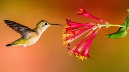 Broad-tailed Hummingbird at a Trumpet Honeysuckle. Photo: Roger Levien/Audubon Photography Awards