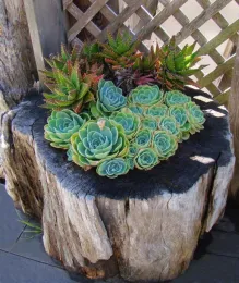 Tree stump turned into a planter