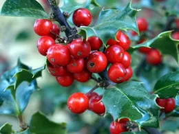 Holly tree