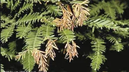 Redwood trees often suffer needle loss in the Central Valley.