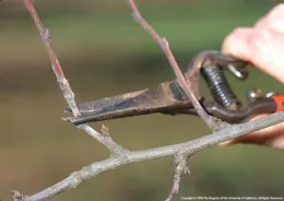 A hand holding pruning shears, poised to cut a thin, dormant branch with a blurred background