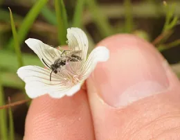 Tiny black bee on a white flower.