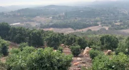 Avocado orchard terrain