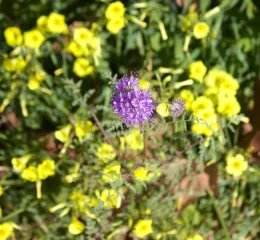 Phacelia tanacetifolia and Oxalis pes-caprae. A real bee feast!