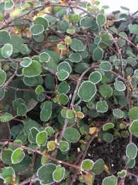 photos by Jennifer Baumbach