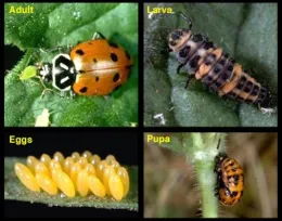 Image depicting the life cycle of a lady beetle, including the adult, larva, eggs, and pupa stages in four quadrants.