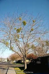 Evergreen broadleaf Mistletoe - photo by Jack Kelly Clark