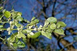 Foliage & Fruit of Broadleaf Mistletoe - photo by Jack Kelly Clark