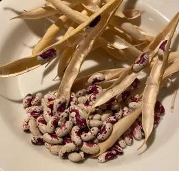 Removing beans from pods