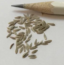 A cluster of small lettuce seeds on a white background, with a pencil to show that they're as small as the pencil tip.