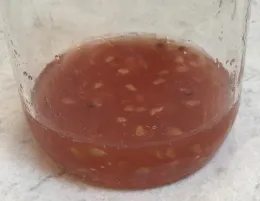 Tomato seeds fermenting in reddish pulp and liquid inside a clear glass jar