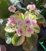 Jolly Pepper African violet. Photo by Kathy Gunther