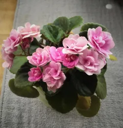 Jennifer's NOID. Photo by Jennifer Baumbach