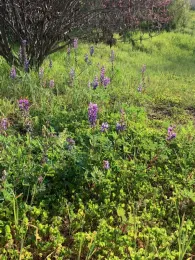 lupine in landscape teresa lavell 2022