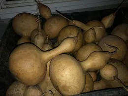 cured and washed, unpainted gourds.