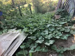Gourd vines growing along the ground, not trellised.