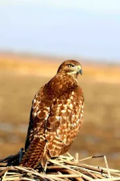 Red-tailed hawk, Santiago Manfrim