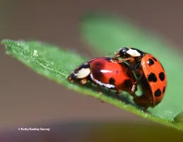 It's spring! (Photo by Kathy Keatley Garvey)