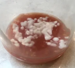 Cloudy white mold floating on reddish-brown liquid in a glass jar, covering fermenting tomato seeds
