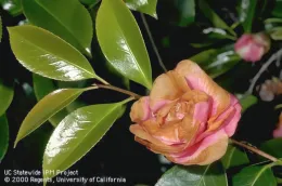 Camellia bloom with brown, blighted petals amid pink outer petals and glossy dark green leaves; healthy pink buds visible in background.