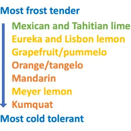 A list of citrus varieties ranked from most frost-tender to most cold-tolerant, featuring various colors for each type.. The most tender is Mexican and Tahitian lime, followed by Eureka and Lisbon lemon, Grapefruit/pummelo, Orange/tangelo, Mandarin, Meyer lemon, and Kumquat