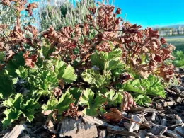Close-up of a frost-damaged pelargonium plant showing brown, crispy leaves mixed with some green, set against a backdrop of blurred greenery and wood chips.