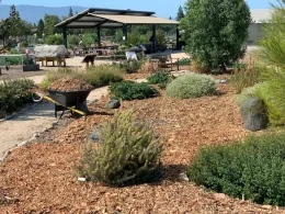 A garden at Martial Cottle Park featuring a wheelbarrow of wood chips, shrubs, and a covered seating area in the background against a blue sky.