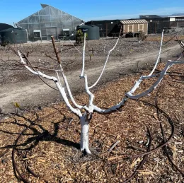 A white-painted peach tree with several branches stands on mulch in an orchard, with a greenhouse and storage tanks in the background against a blue sky.