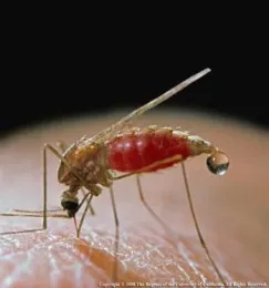 Close-up of a western malaria mosquito on human skin, with a red body indicating a recent blood meal and a droplet forming at its proboscis.