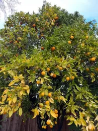 Citrus tree with orange fruits and yellowing leaves, set against a light blue sky and a wooden fence.