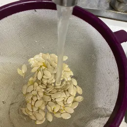 Zucchini seeds being rinsed under running water in a fine-mesh strainer over a sink.
