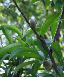 After fruit thinning, J. Alosi