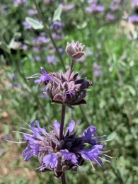 Salvia Clevelandii 'Winifred Gilman' (Winifred Gillman Cleveland Sage), Laura Kling