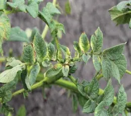 Photo 1. Necrosis and yellowing of young leaves (Photo courtesy of Andy Robinson, NDSU)