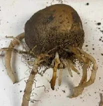 Photo 3. Multiple shoots form a single eye (Photo courtesy of Jaspreet Sidhu)