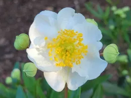 Carpenteria californica, Bush Anemone, Jeanette Alosi