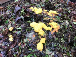 A compost pile covered in dark leaves features bright yellow clumps of slime mold, known as “dog vomit slime mold,” creating a vivid contrast against the organic material.