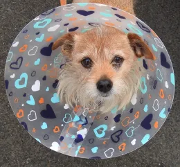 Karen Kiyo's pooch, Django, helped greet the crowd at an educational booth staffed by members of the California Master Beekeeper Program. (Photo by Kathy Keatley Garvey)