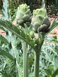 The top of an artichoke plant with two layered, green artichokes on stalks above the plant.