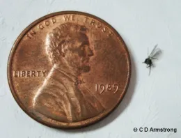 A close-up of a fungus gnat next to a penny, showing the gnat's size in comparison to the coin.