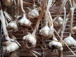 Garlic bulbs drying on a metal rack, with roots protruding and dried stems attached, showcasing a rustic agricultural scene.