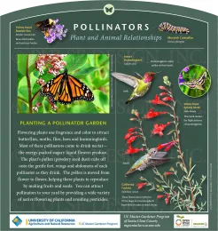 Informational sign about pollinators featuring illustrations of a yellow-faced bumblebee, Anna's Hummingbird, monarch caterpillar, and white-lined sphinx moth, alongside text about how to attract pollinators to gardens.