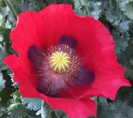 A close-up of a colorful red poppy flower with deep purple spots and a yellow-green center, surrounded by dark green foliage.