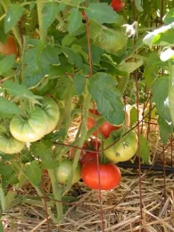 A close-up of tomato plants showing green and ripe red tomatoes supported by a wire structure, with straw mulch covering the ground.