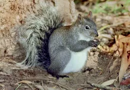 A Western gray squirrel stands on its hind legs, holding food with its front paws, against a tree trunk with a bushy tail and a natural forest floor.